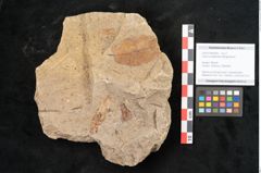 Foto (Objekt + Etikett) von Quercus palaeoilex Ettingshausen (NHMW-GEO-2024-0188-6369)